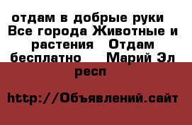отдам в добрые руки - Все города Животные и растения » Отдам бесплатно   . Марий Эл респ.